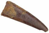 Fossil Pterosaur (Siroccopteryx) Tooth - Morocco #216971-1